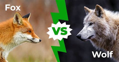 foitx|foitx vs vohix.